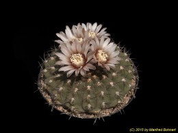 Gymnocalycium ochoterenae ssp. variispinum 254